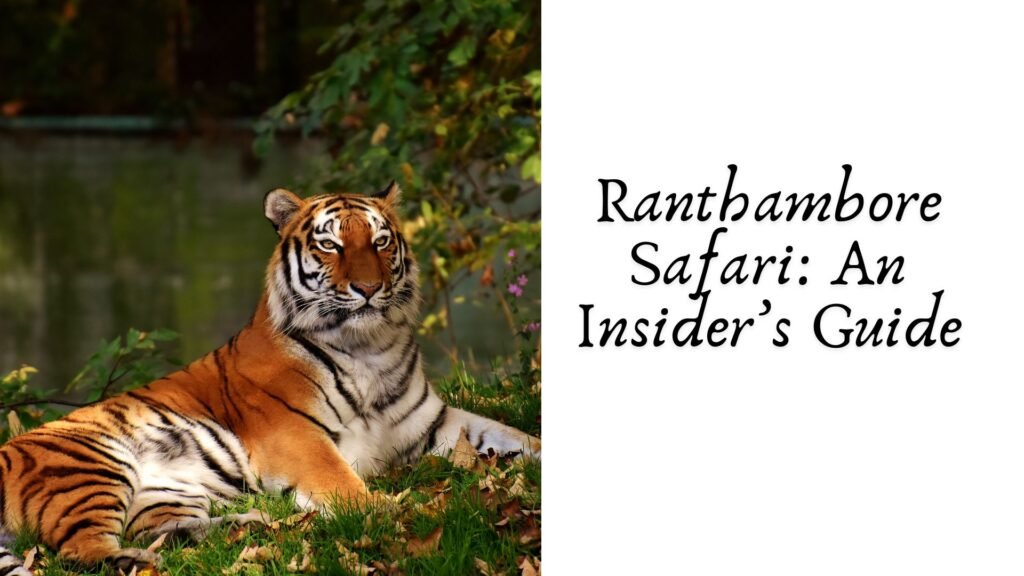 Ranthambore Safari: An Insider’s Guide