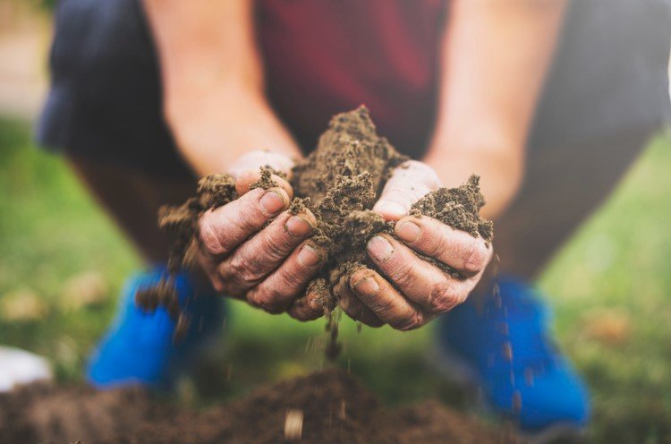 Discover the Best Organic Soil Suppliers for a Thriving Garden