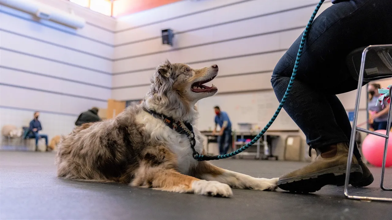Group Training Classes for Dogs