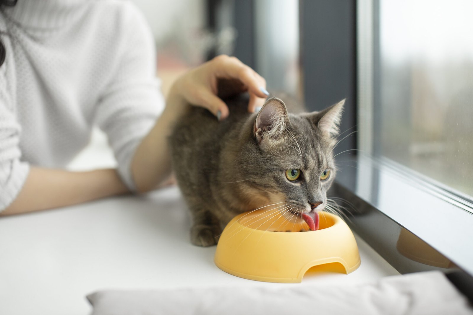 Your Home Pet Care Guide: What’s Safe at Home and What Needs a Vet