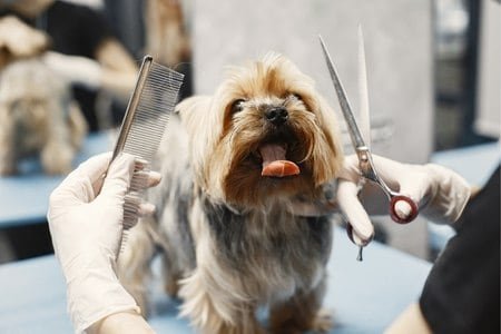 Is Mobile Dog Grooming Safer for Dogs With Anxiety or Aggression?